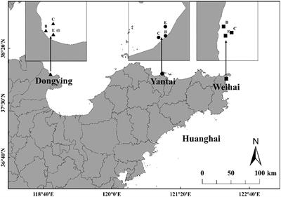 Distribution and influencing factors of macrobenthos on three seagrass beds in the intertidal zone of Shandong province, China